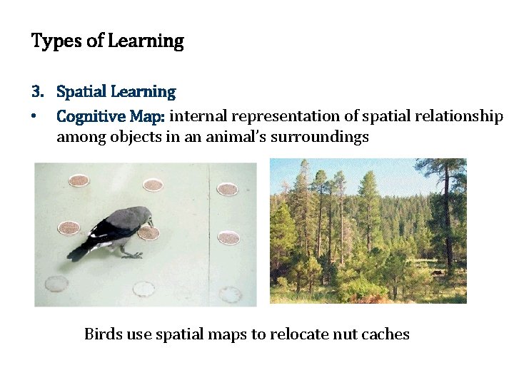 Types of Learning 3. Spatial Learning • Cognitive Map: internal representation of spatial relationship