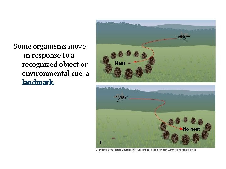 Some organisms move in response to a recognized object or environmental cue, a landmark.