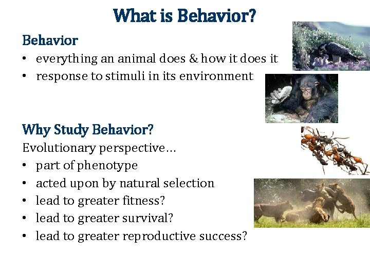 What is Behavior? Behavior • everything an animal does & how it does it