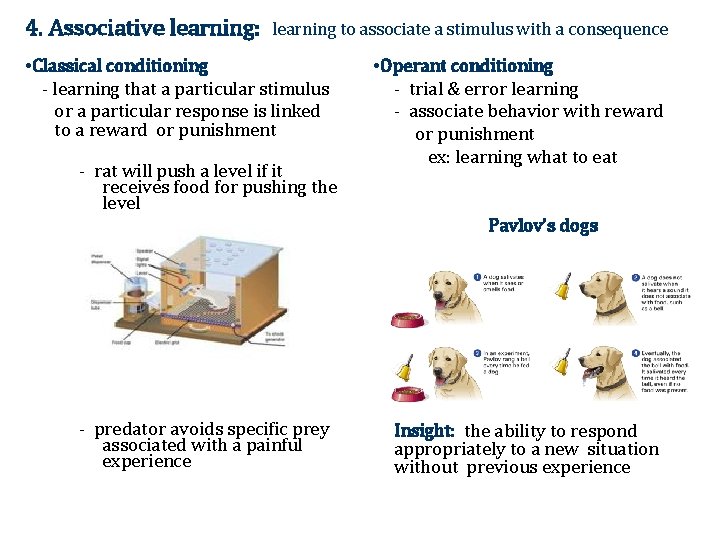 4. Associative learning: learning to associate a stimulus with a consequence • Classical conditioning