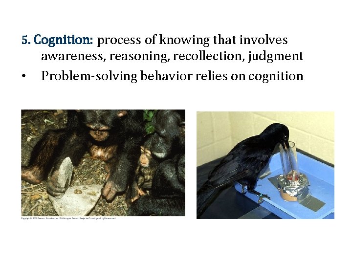 5. Cognition: process of knowing that involves • awareness, reasoning, recollection, judgment Problem-solving behavior