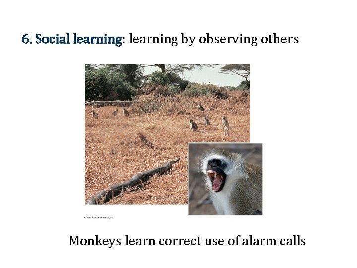 6. Social learning: learning by observing others Monkeys learn correct use of alarm calls