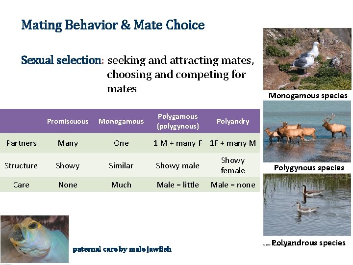 Mating Behavior & Mate Choice Sexual selection: seeking and attracting mates, choosing and competing