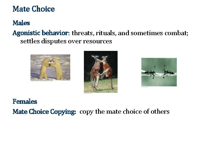 Mate Choice Males Agonistic behavior: threats, rituals, and sometimes combat; settles disputes over resources