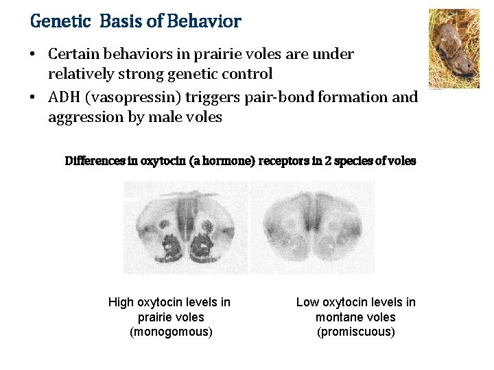Genetic Basis of Behavior • Certain behaviors in prairie voles are under relatively strong