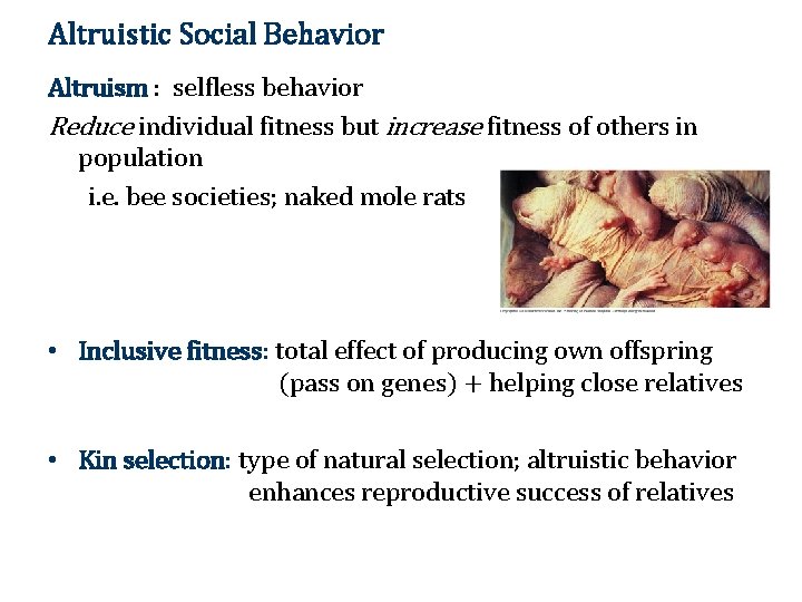 Altruistic Social Behavior Altruism : selfless behavior Reduce individual fitness but increase fitness of
