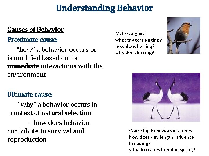 Understanding Behavior Causes of Behavior Proximate cause: “how” a behavior occurs or is modified