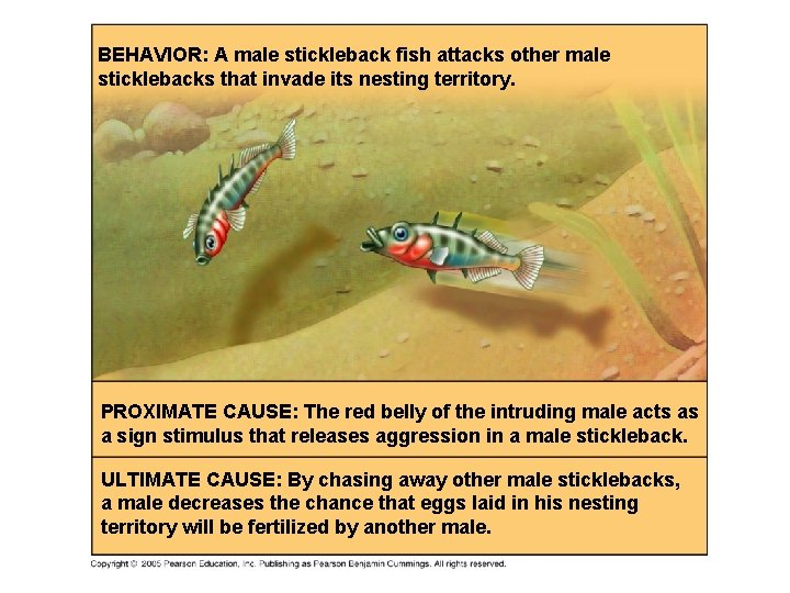 BEHAVIOR: A male stickleback fish attacks other male sticklebacks that invade its nesting territory.