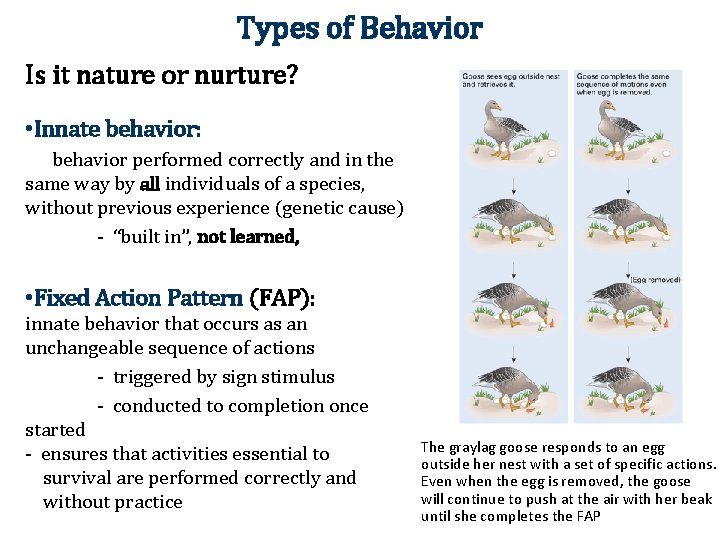 Types of Behavior Is it nature or nurture? • Innate behavior: behavior performed correctly