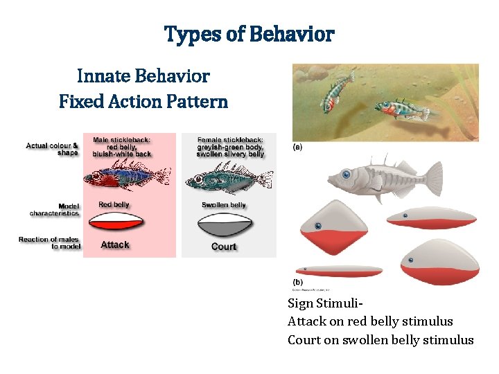 Types of Behavior Innate Behavior Fixed Action Pattern Sign Stimuli. Attack on red belly