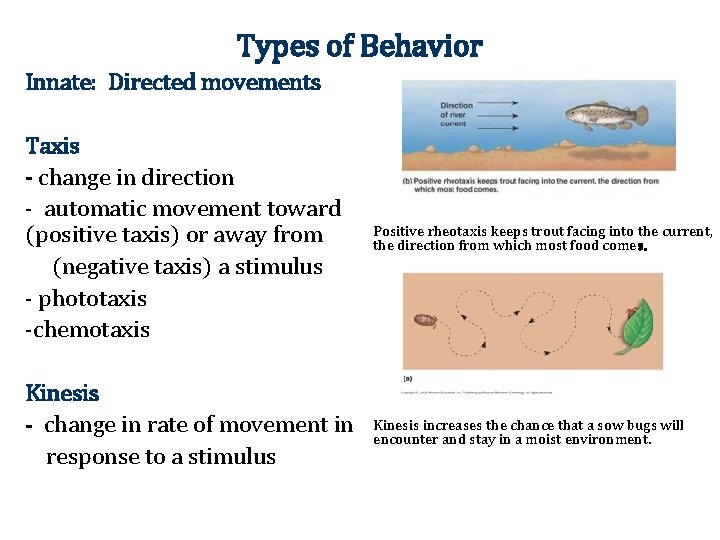 Types of Behavior Innate: Directed movements Taxis - change in direction - automatic movement