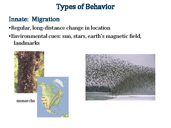 Types of Behavior Innate: Migration • Regular, long-distance change in location • Environmental cues: