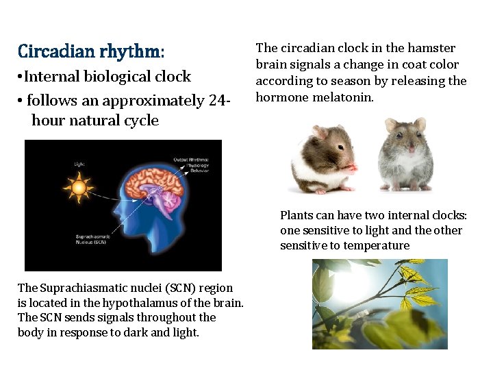Circadian rhythm: • Internal biological clock • follows an approximately 24 hour natural cycle