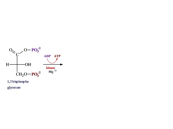 1, 3 bispho glycerate 