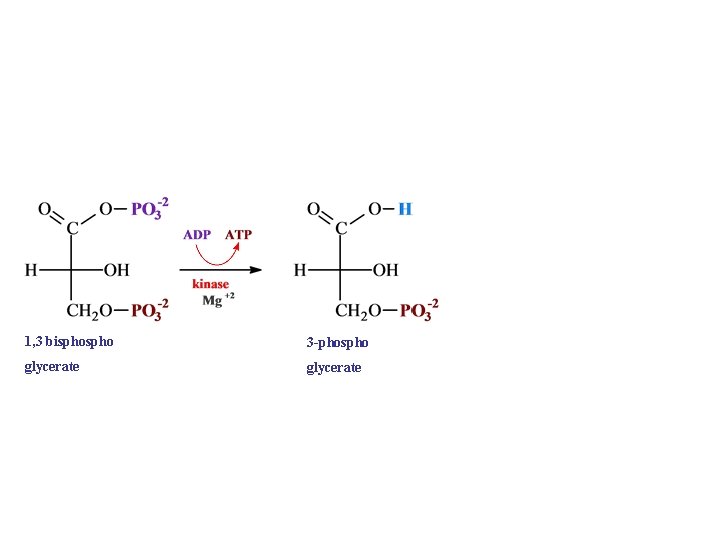 1, 3 bispho 3 -phospho glycerate 