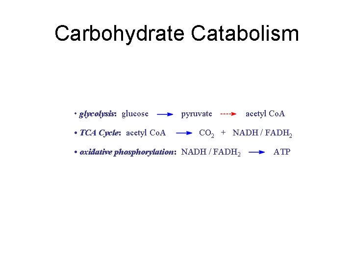 Carbohydrate Catabolism • glycolysis: glucose • TCA Cycle: acetyl Co. A pyruvate acetyl Co.
