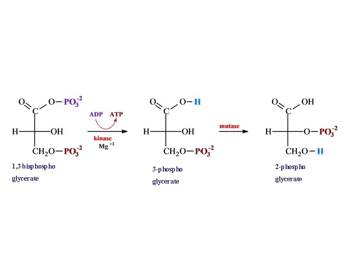 1, 3 bispho 3 -phospho 2 -phospho glycerate 