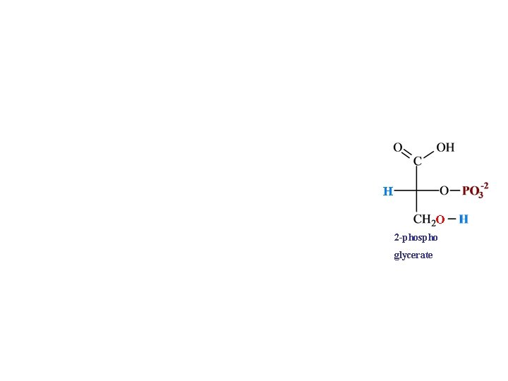 H O 2 -phospho glycerate 