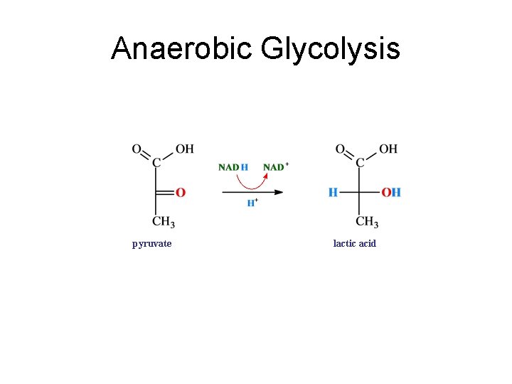 Anaerobic Glycolysis pyruvic acid pyruvate (–)-lactic acid 