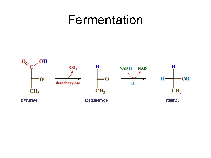 Fermentation pyruvic acid pyruvate acetaldehyde ethanol 