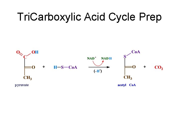 Tri. Carboxylic Acid Cycle Prep pyruvate 