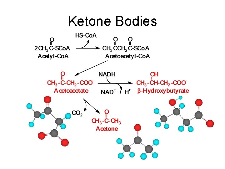 Ketone Bodies 