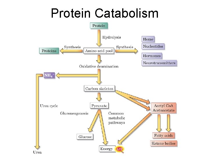 Protein Catabolism 