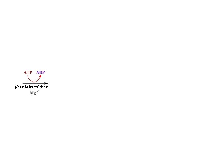  • H phosphofructokinase • 