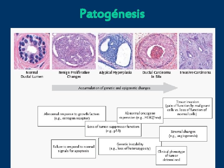 Patogénesis 