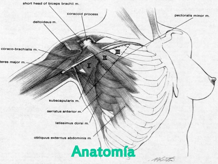 Anatomía 