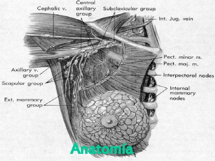 Anatomía 