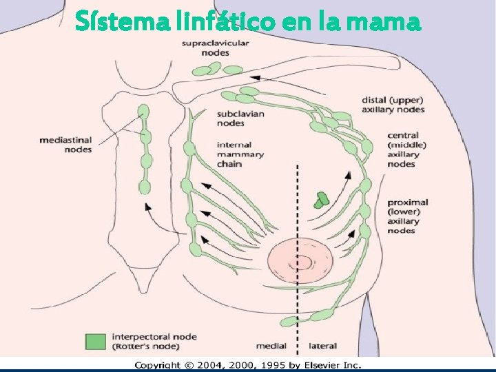 Sístema linfático en la mama Dr Rubén Darío Salazar Hematología y oncología clínica 