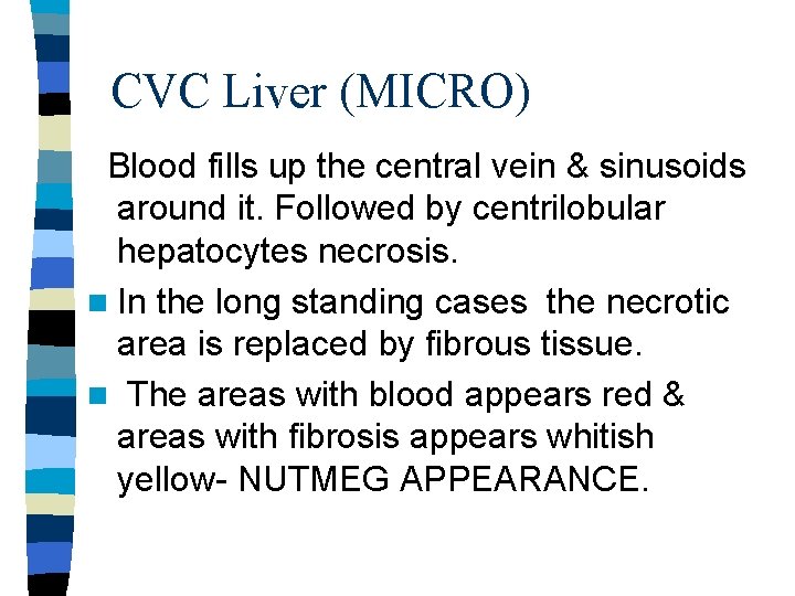 CVC Liver (MICRO) Blood fills up the central vein & sinusoids around it. Followed