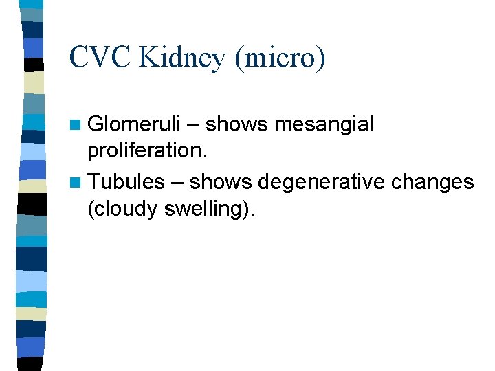 CVC Kidney (micro) n Glomeruli – shows mesangial proliferation. n Tubules – shows degenerative