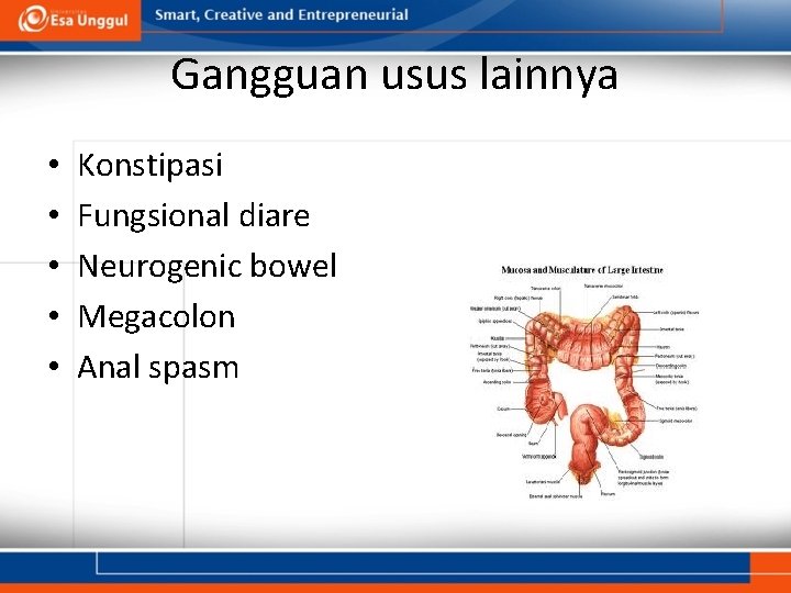 Gangguan usus lainnya • • • Konstipasi Fungsional diare Neurogenic bowel Megacolon Anal spasm