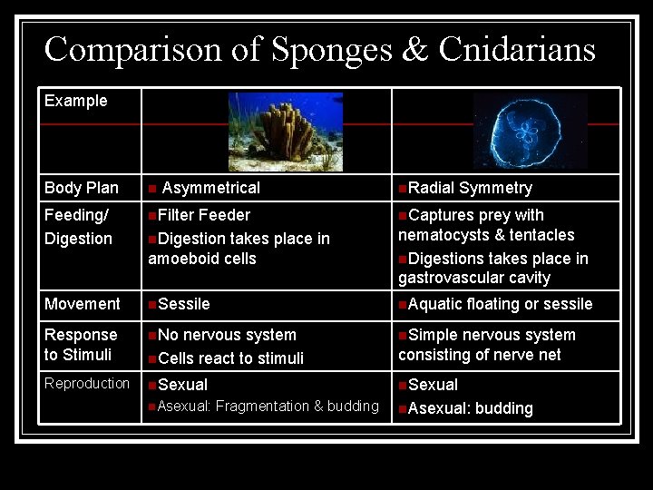 Comparison of Sponges & Cnidarians Example Body Plan n Asymmetrical Feeding/ Digestion n. Filter