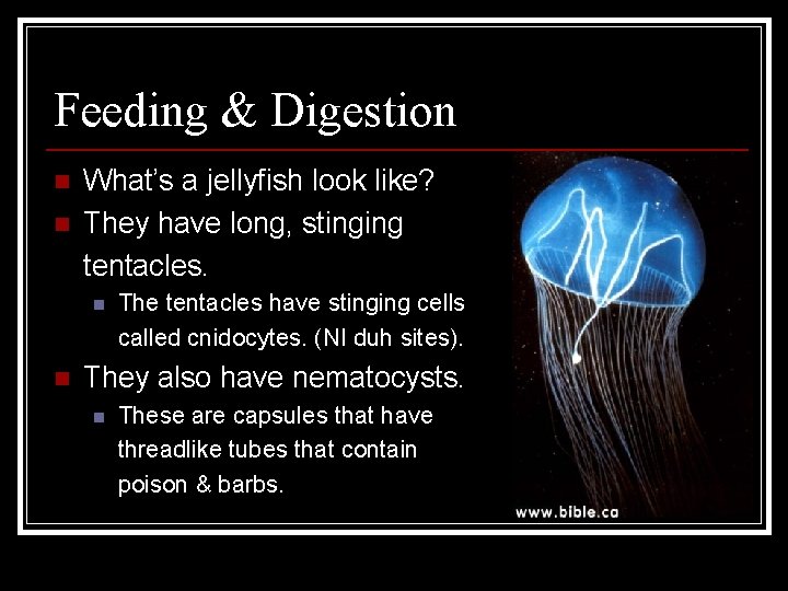 Feeding & Digestion n n What’s a jellyfish look like? They have long, stinging