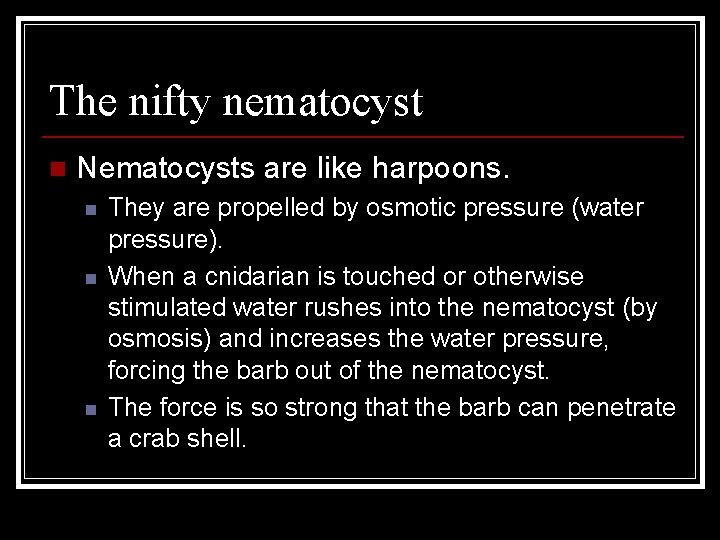 The nifty nematocyst n Nematocysts are like harpoons. n n n They are propelled