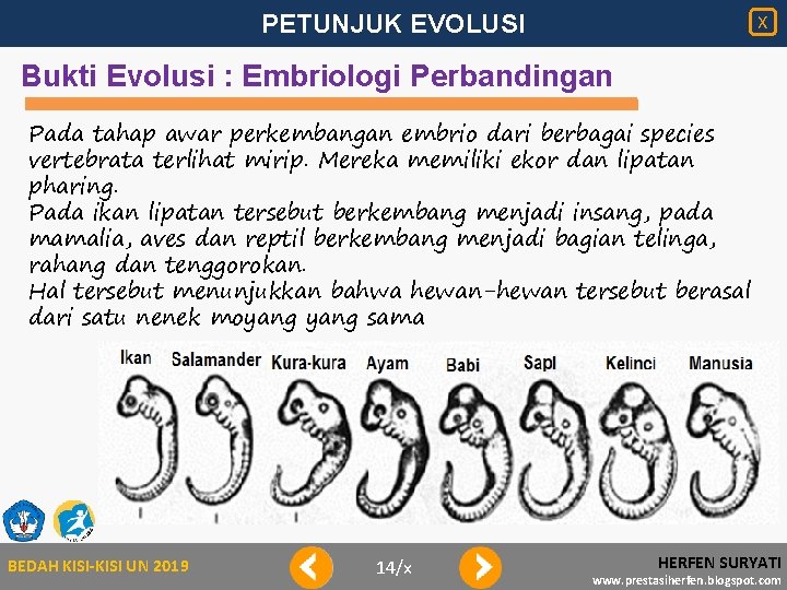 PETUNJUK EVOLUSI X Bukti Evolusi : Embriologi Perbandingan Pada tahap awar perkembangan embrio dari