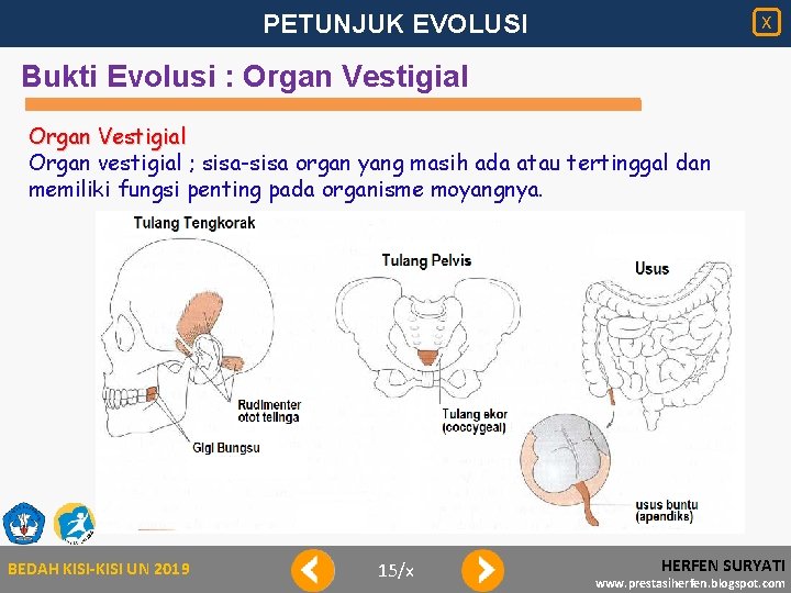 PETUNJUK EVOLUSI X Bukti Evolusi : Organ Vestigial Organ vestigial ; sisa-sisa organ yang