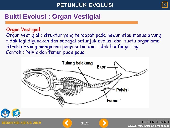 PETUNJUK EVOLUSI X Bukti Evolusi : Organ Vestigial Organ vestigial ; struktur yang terdapat