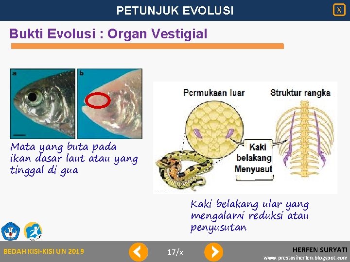 PETUNJUK EVOLUSI X Bukti Evolusi : Organ Vestigial Mata yang buta pada ikan dasar