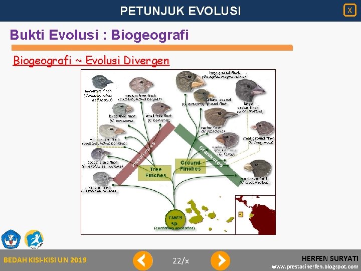 PETUNJUK EVOLUSI X Bukti Evolusi : Biogeografi ~ Evolusi Divergen BEDAH KISI-KISI UN 2019