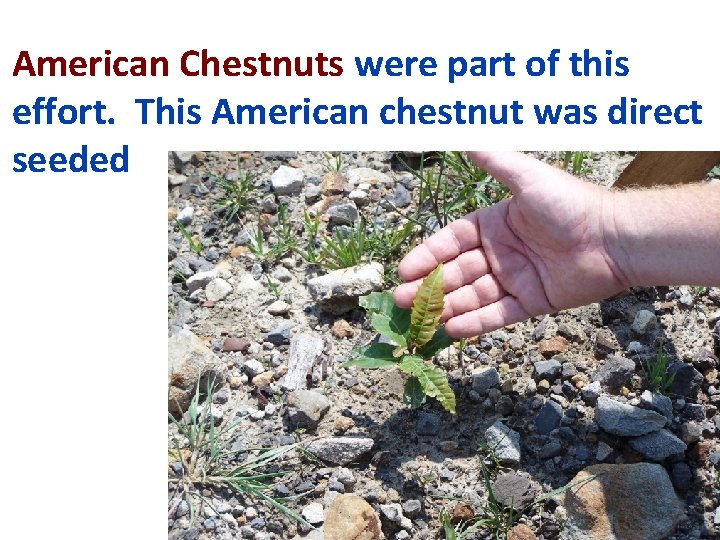 American Chestnuts were part of this effort. This American chestnut was direct seeded 