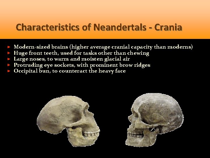 Characteristics of Neandertals - Crania Modern-sized brains (higher average cranial capacity than moderns) Huge