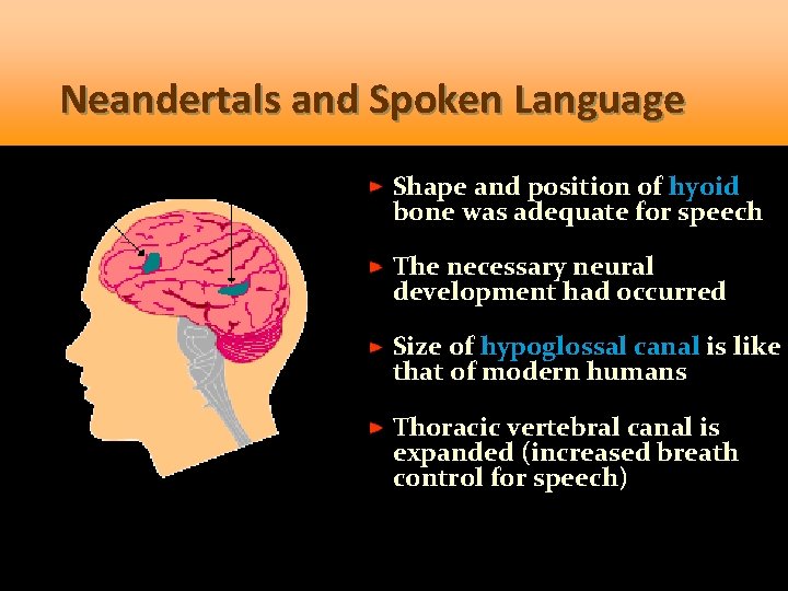 Neandertals and Spoken Language Shape and position of hyoid bone was adequate for speech