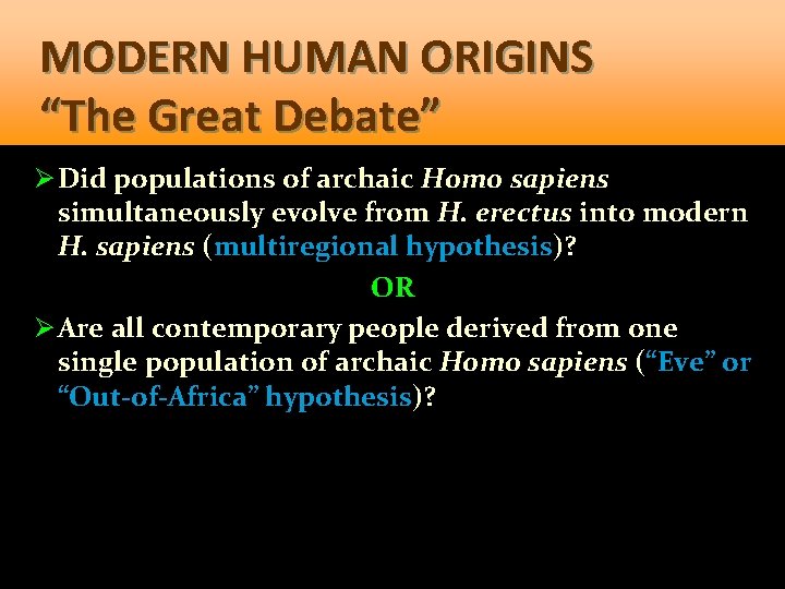 MODERN HUMAN ORIGINS “The Great Debate” Ø Did populations of archaic Homo sapiens simultaneously