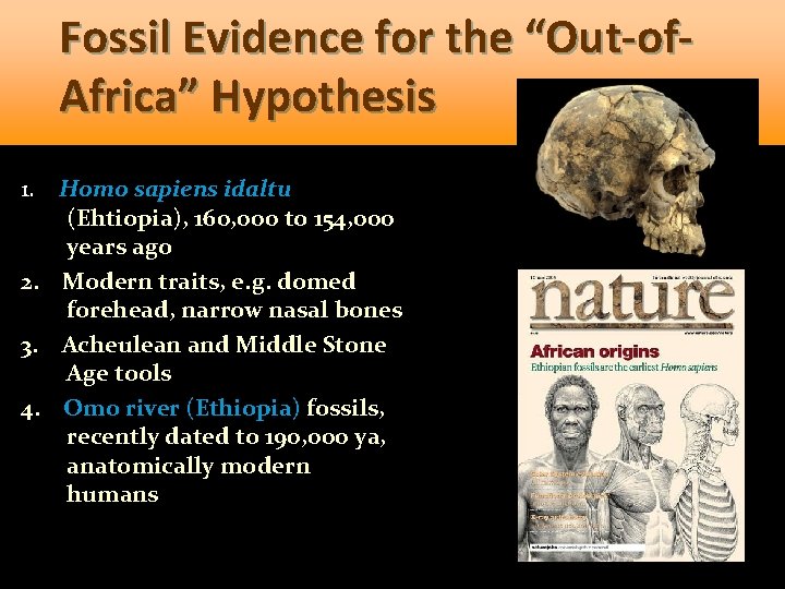 Fossil Evidence for the “Out-of. Africa” Hypothesis 1. Homo sapiens idaltu (Ehtiopia), 160, 000