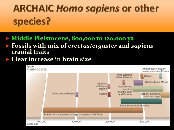 ARCHAIC Homo sapiens or other species? Middle Pleistocene, 800, 000 to 120, 000 ya