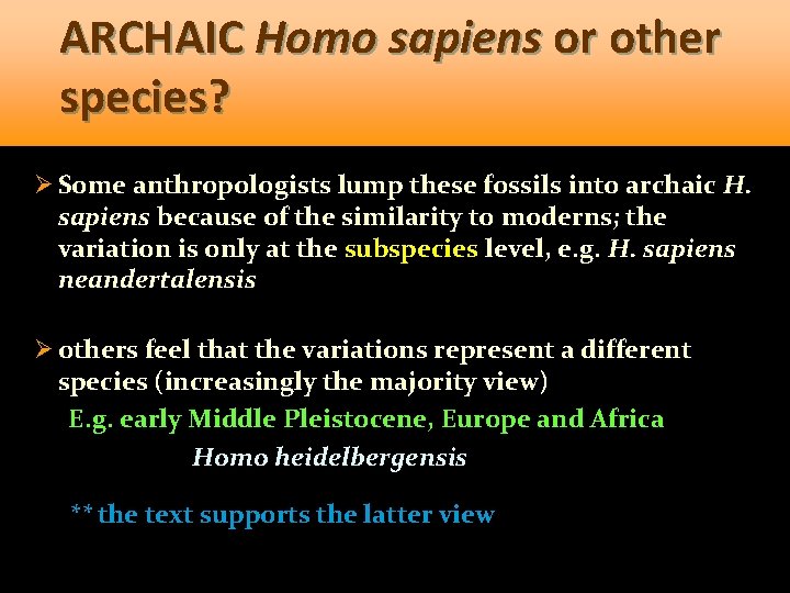 ARCHAIC Homo sapiens or other species? Ø Some anthropologists lump these fossils into archaic